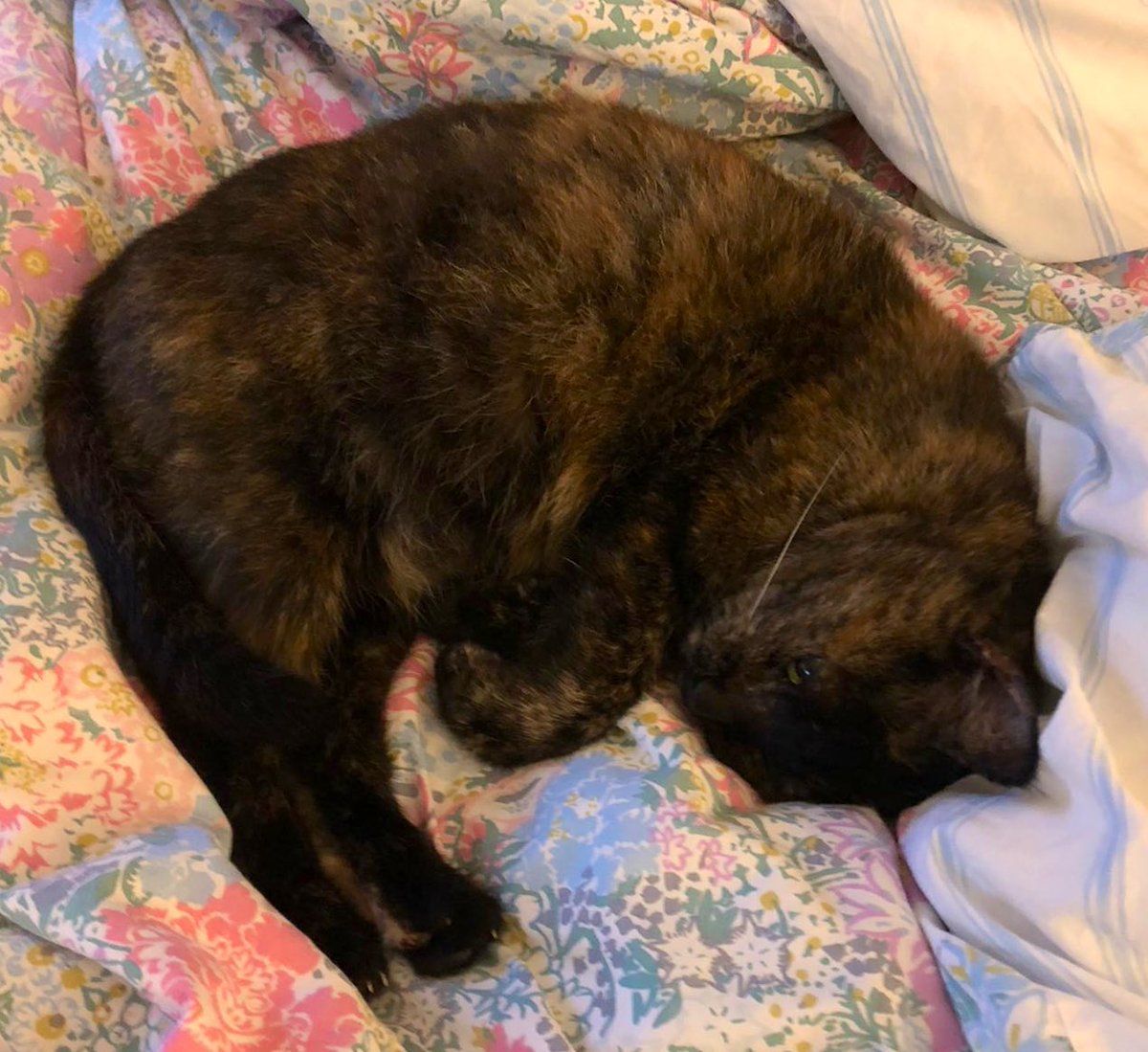 Toastthecat's tweet photo. Sunday = duvet day! #cat #sunday #duvetday #whitewhisker #catsoftwitter https://t.co/pqLh26u2JF