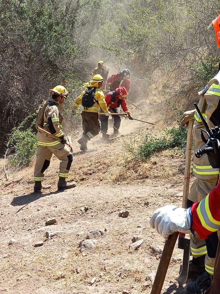 CONAF - Corporación Nacional Forestal tweet media