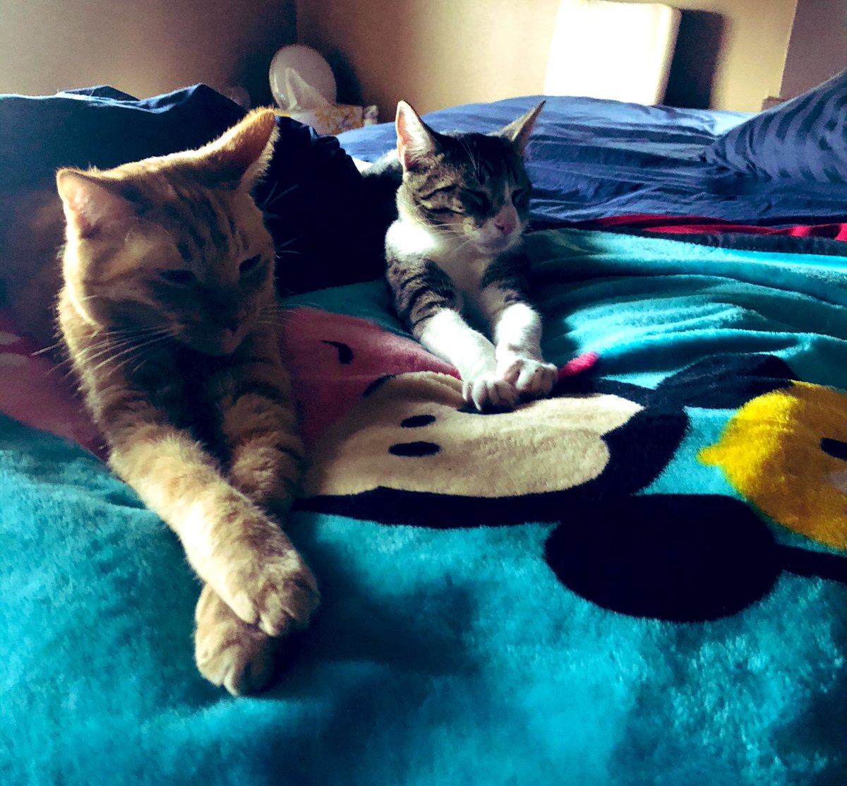 AloofFloof's tweet photo. Twinning #CatsOfTwitter https://t.co/55nWNX1EvX