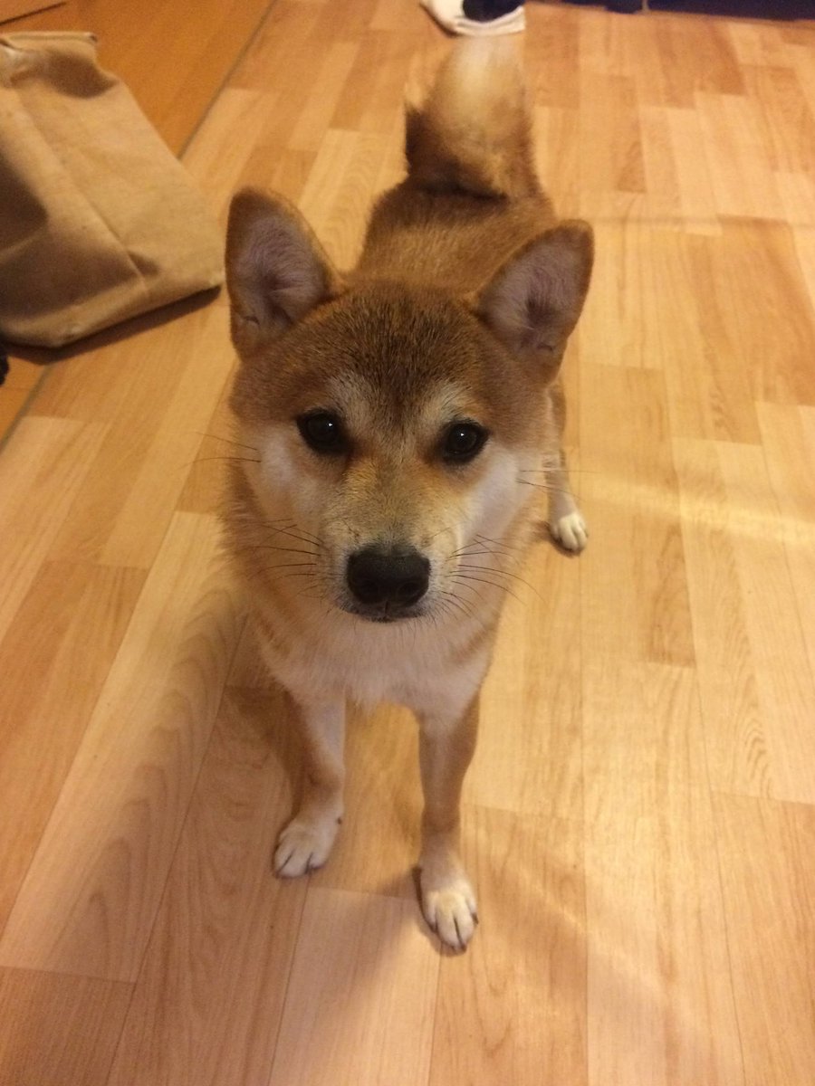 眉間の皺 Shigekibutsu Twitter