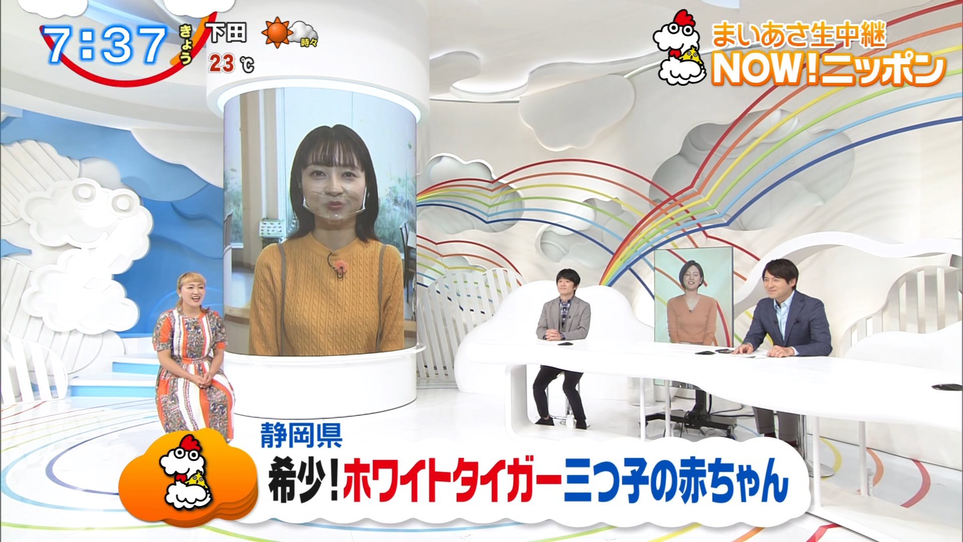 ナンガ O S Nowニッポン ホワイト タイガー 静岡県 伊豆アニマルキングダム Daiichitv 鳥越佳那 Zip T Co 1fhkwprutq Twitter