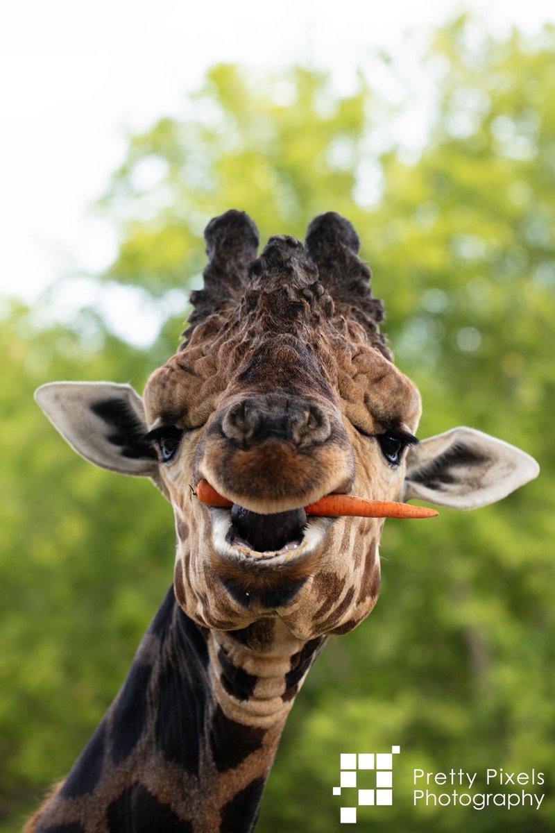 PrettyPixelsKY's tweet photo. Wedding at the @zooknoxville #wedding #tnwedding #zoo #WEDDINGPHOTOGRAPHY #giraffe https://t.co/jbmW4NKgIv