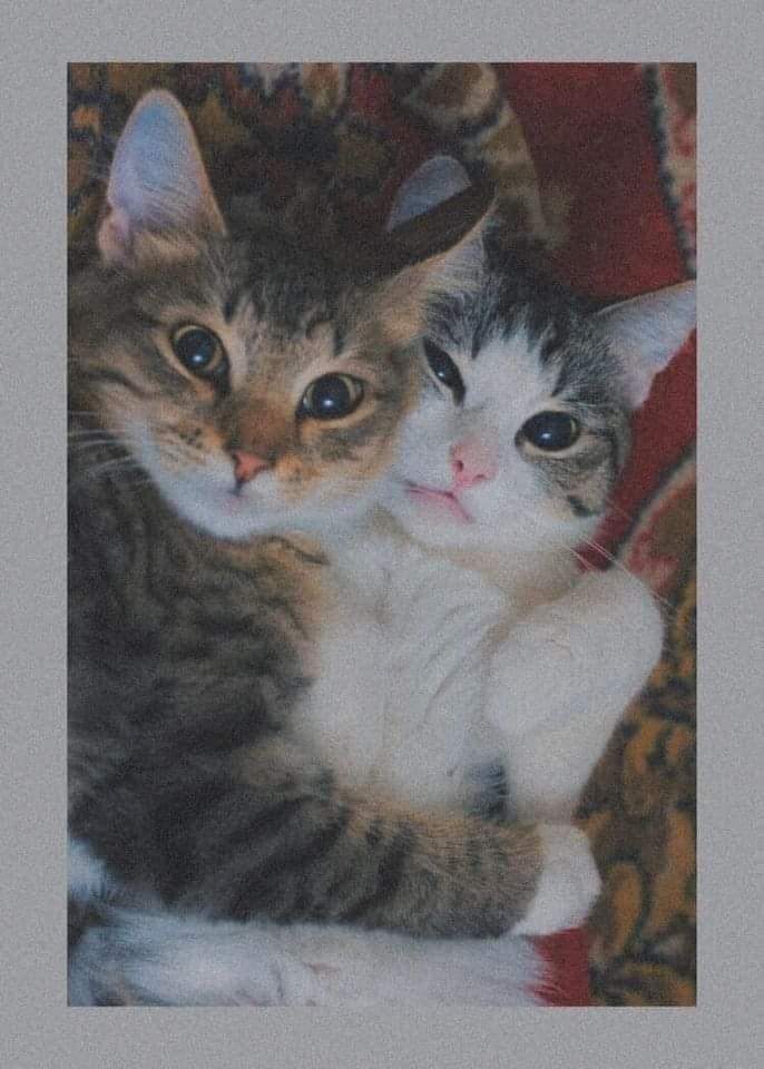 ZeinebKha's tweet photo. #cats #cut #Lovely https://t.co/Agu7yYxAAl