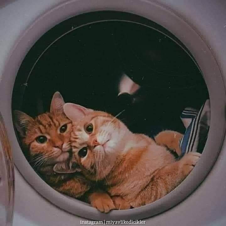 ZeinebKha's tweet photo. #cats #cut #Lovely https://t.co/Agu7yYxAAl