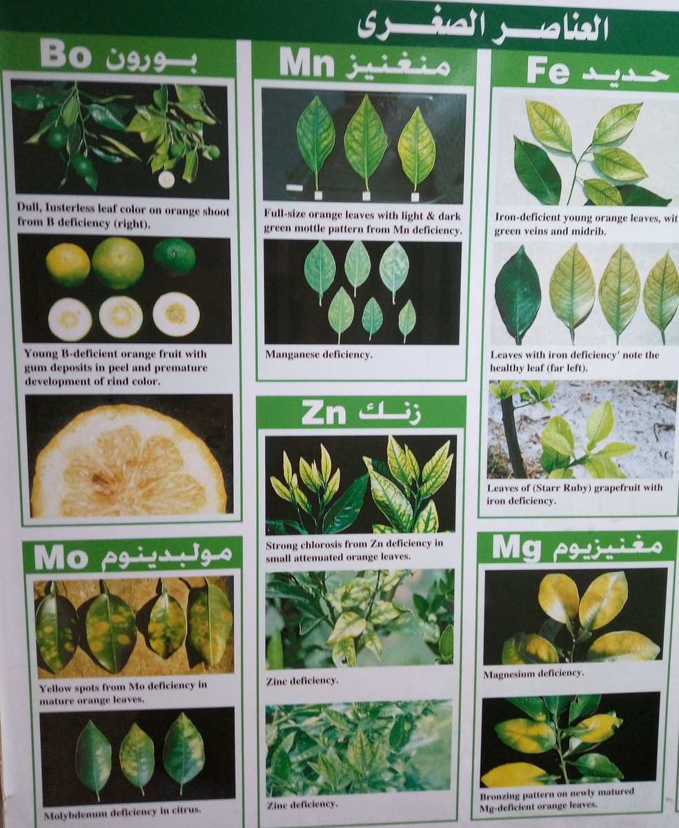 Entissar_91's tweet photo. @A3wYs @YusefAldhufairy أتوقع والله أعلم نقص عنصر 
Molybdenum (Mo)
(تظهر أعراض نقص الموليبدنوم على الأوراق الغضة أولاً ثم تظهر على الأوراق الكبيرة في حالة استمرار وتفاقم النقص. تصفر الأوراق الطرفية ثم تظهر بقع بنية يتبعها احتراق الحواف، تتجعد الأوراق في حالات الإصابة الشديدة). https://t.co/7XlXBDjAiq