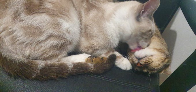 Babies https://t.co/RaiXhV2IwM<a href="/tag/manyvids"class="tags"><span>#manyvids</span></a>