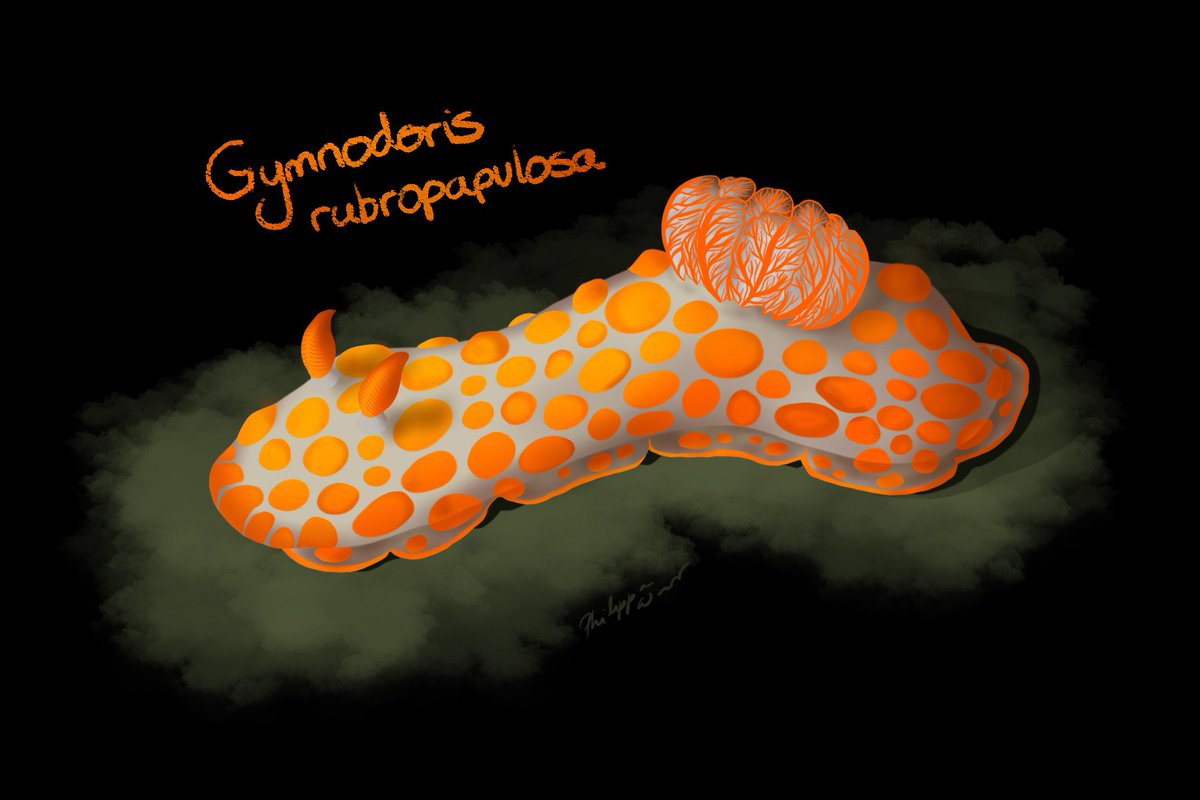 Day 7  #huevember2020 and we’re well into orange!  These look like sluggy clownfish but they are carnivorous and chow down on other nudibranchs!