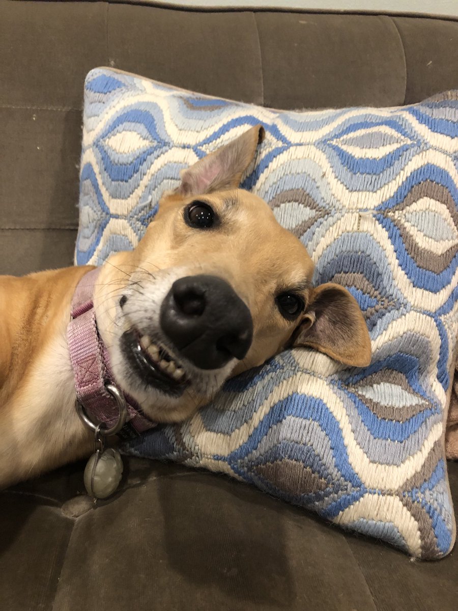 Scramble is very pleased with herself that she has taken over the couch.