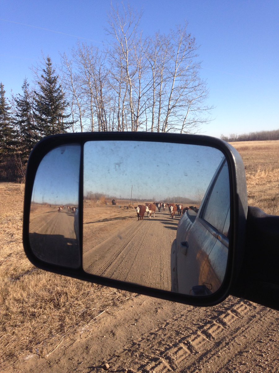 FGP Cattle tweet media