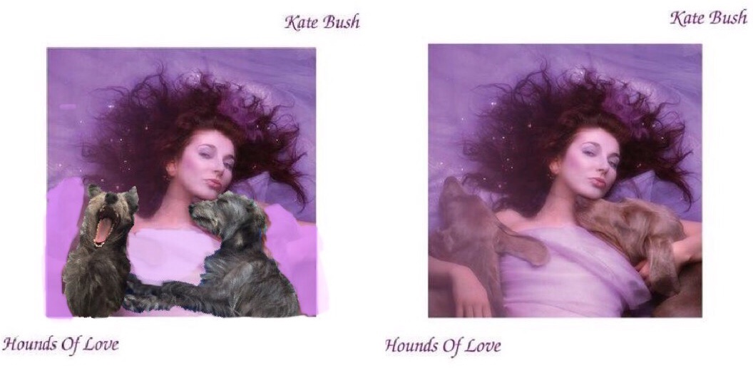 shirley strange on Twitter: "Dogs posing as musicians/artists/album Number Bush 'Hounds of Love' 🐾 #WutheringBites #CanineCovers #DogsOfTwitter #BedlingtonWhippet #KateBush #HoundsOfLove Not great, just wanted to see Kate Bush