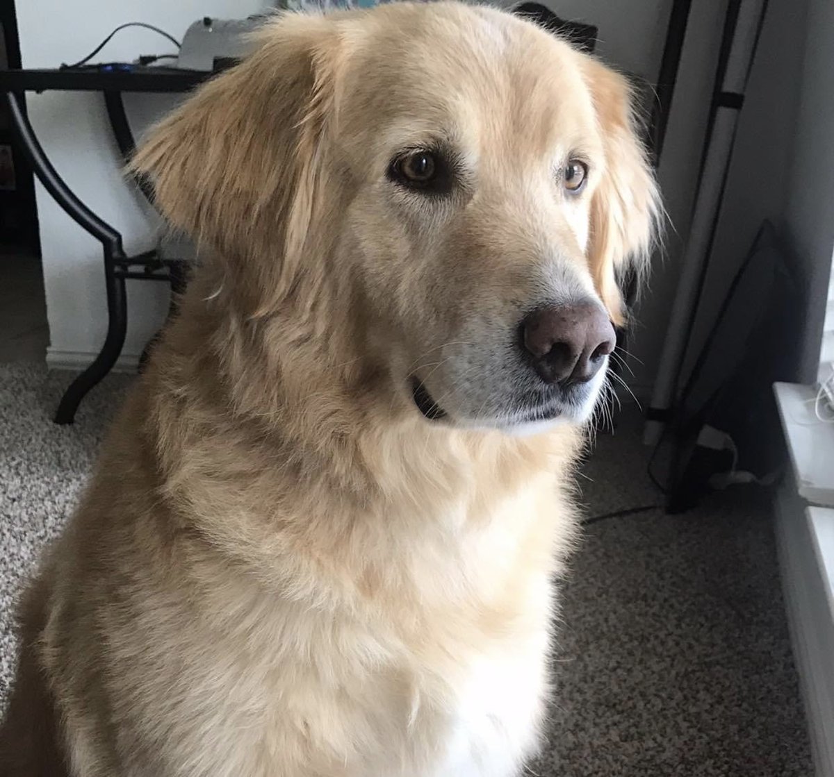 stephdedman's tweet photo. @greta Molly https://t.co/TXJbZmkMDB