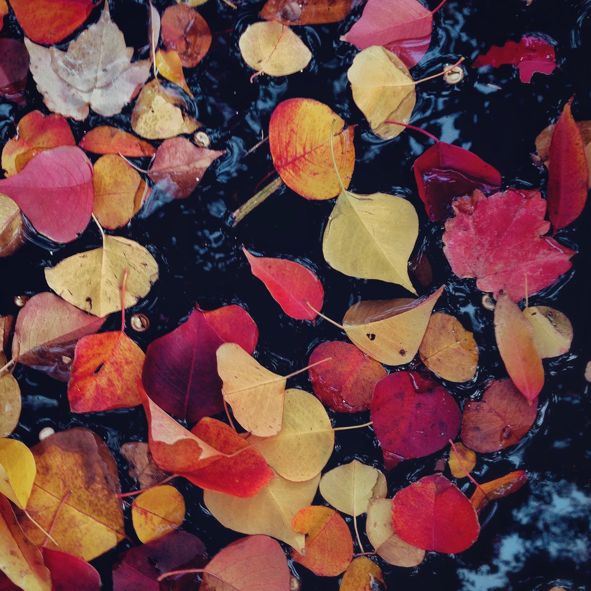 _dusk_and_dawn's tweet photo. 8年前の今日の写真。
やっぱり南京櫨が好きみたい🍁
#chinesetallowtree #autumncolors #autumnleaves #autumn https://t.co/FDWUHJ8lt0