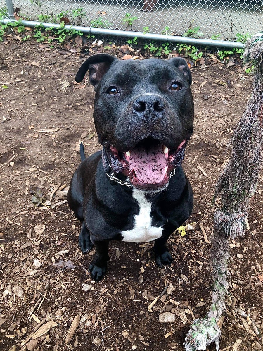 Still hanging out at the shelter. Please rt to help me find a home! Ripley needs an active home with a playful dog. Kids 17+ Town of Hempstead Animal Shelter, Wantagh NY 516-785-5220 email adoption@tohmail.org #ny #AdoptDontShop <a href="/KeithOlbermann/">Keith Olbermann</a> <a href="/dodo/">The Dodo</a> <a href="/dog_rates/">WeRateDogs</a>