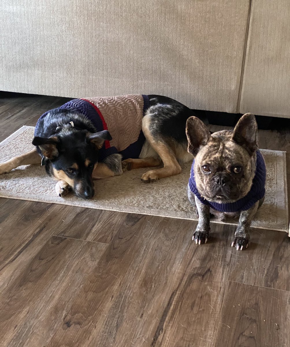 Price1687's tweet photo. @greta My boys, Moses and Ramses. https://t.co/XoSKZihMEb