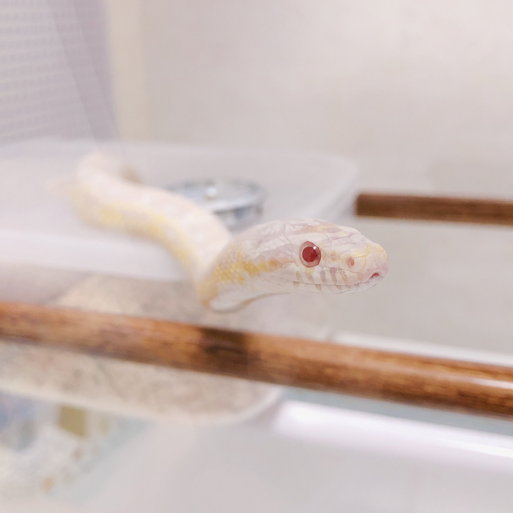 Toppe 世界でいちばんかわいいへびが撮れた なにこれヤバいかわいすぎる笑 T Co Db0bacfea3 Twitter Toppe 世界でいちばんかわいいへびが撮れた なにこれヤバいかわいすぎる笑 T Co Db0bacfea3 Twitter