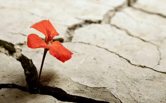 L'unica gioia al mondo è cominciare. È bello vivere perché vivere è cominciare, sempre, ad ogni istante.
#Pavese