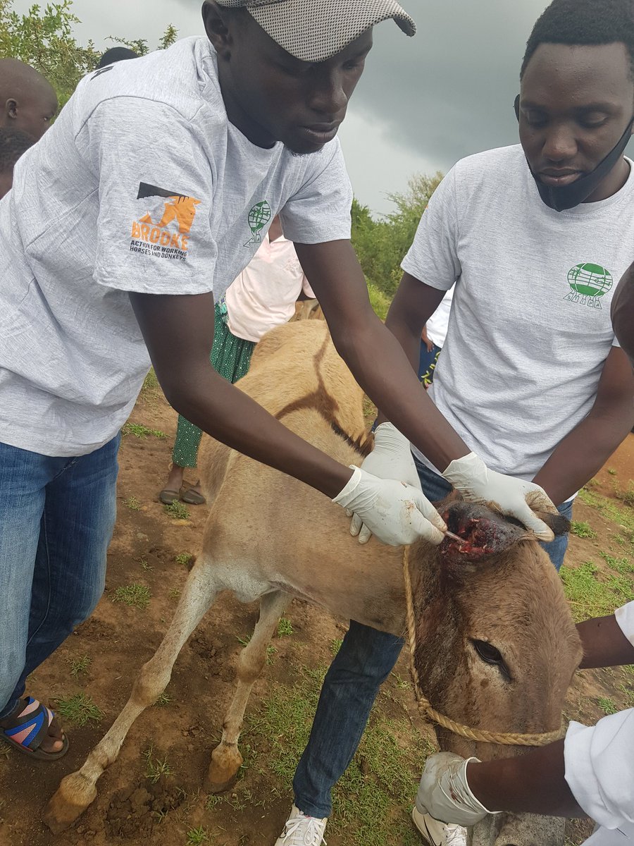 TheBrookeEA's tweet photo. Mentoring local service providers is part of the support that @TheBrookeEA offers in ensuring equine health and welfare is strengthen in our local communities. BEA Vets @Vetoloo1 &amp; Dr.James Kithuka, on ground in Homabay county, during a vet clinic.
@sendacowkenya https://t.co/Wyq7PjiUY5