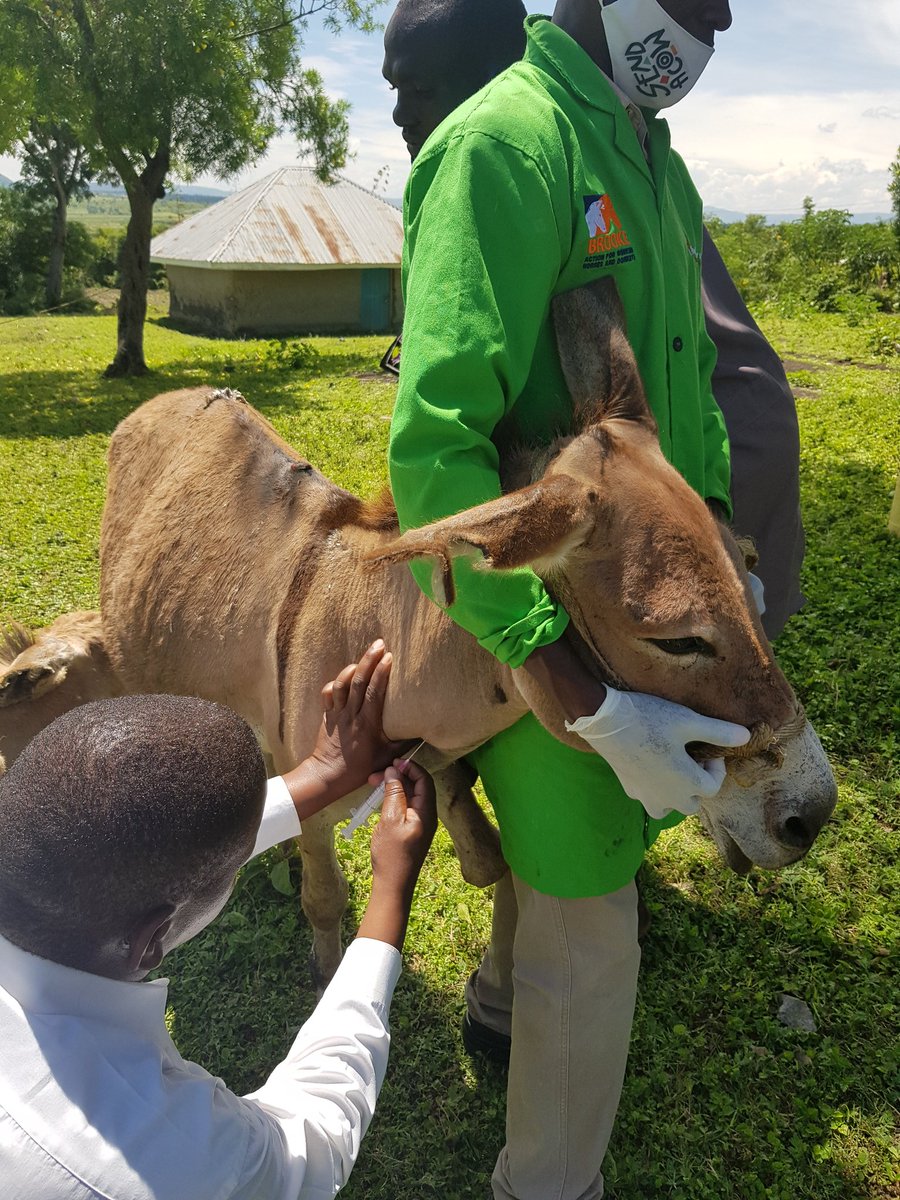 TheBrookeEA's tweet photo. Mentoring local service providers is part of the support that @TheBrookeEA offers in ensuring equine health and welfare is strengthen in our local communities. BEA Vets @Vetoloo1 &amp; Dr.James Kithuka, on ground in Homabay county, during a vet clinic.
@sendacowkenya https://t.co/Wyq7PjiUY5