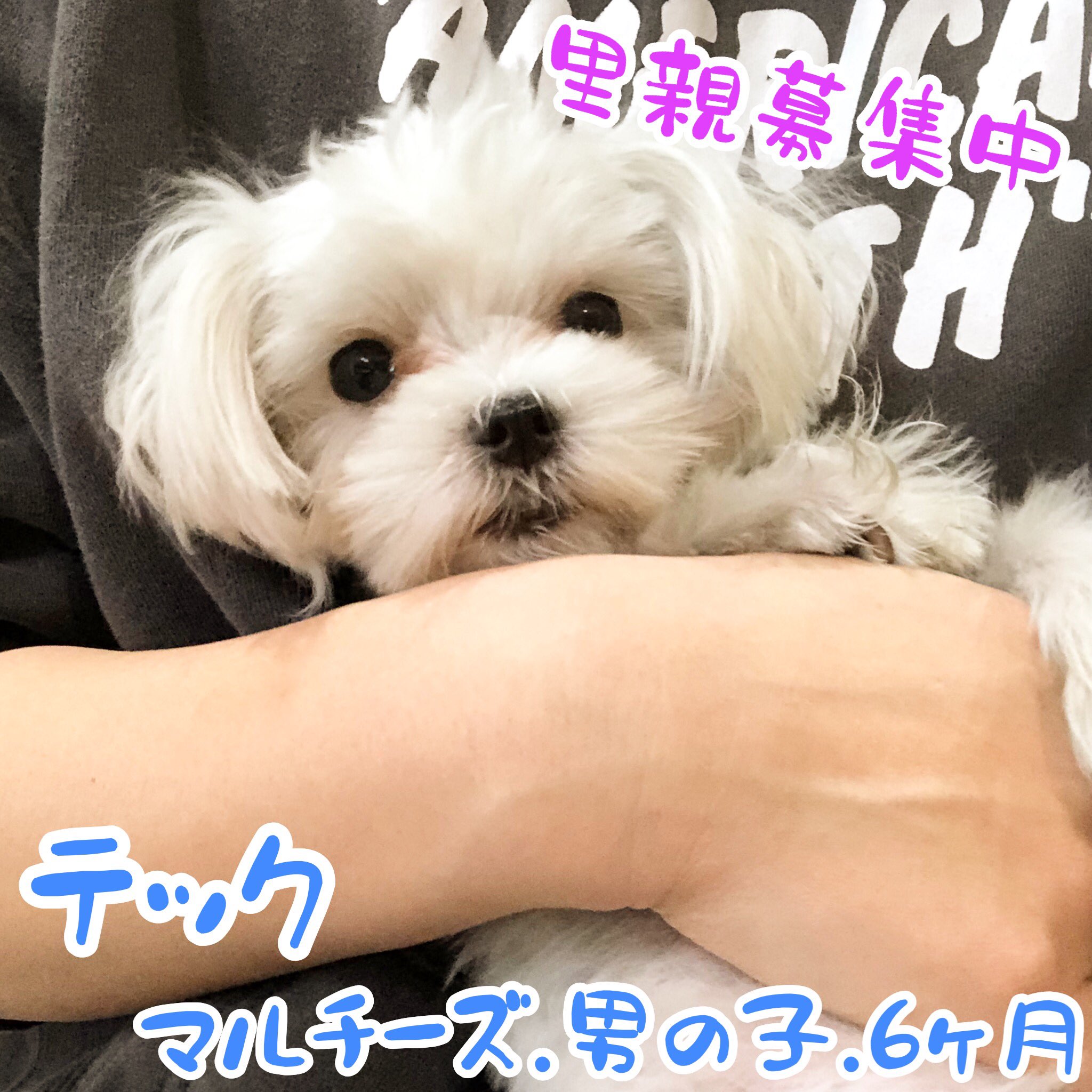 保護犬カフェ 鶴橋店 里親様募集中 パテラの手術をして保護されたテック ご飯もよく食べ お部屋では静かに過ごしていますが わんちゃんの姿が見えると吠えることも やんちゃになりそうです しっかり向き合ってくださる家族に出会えますように
