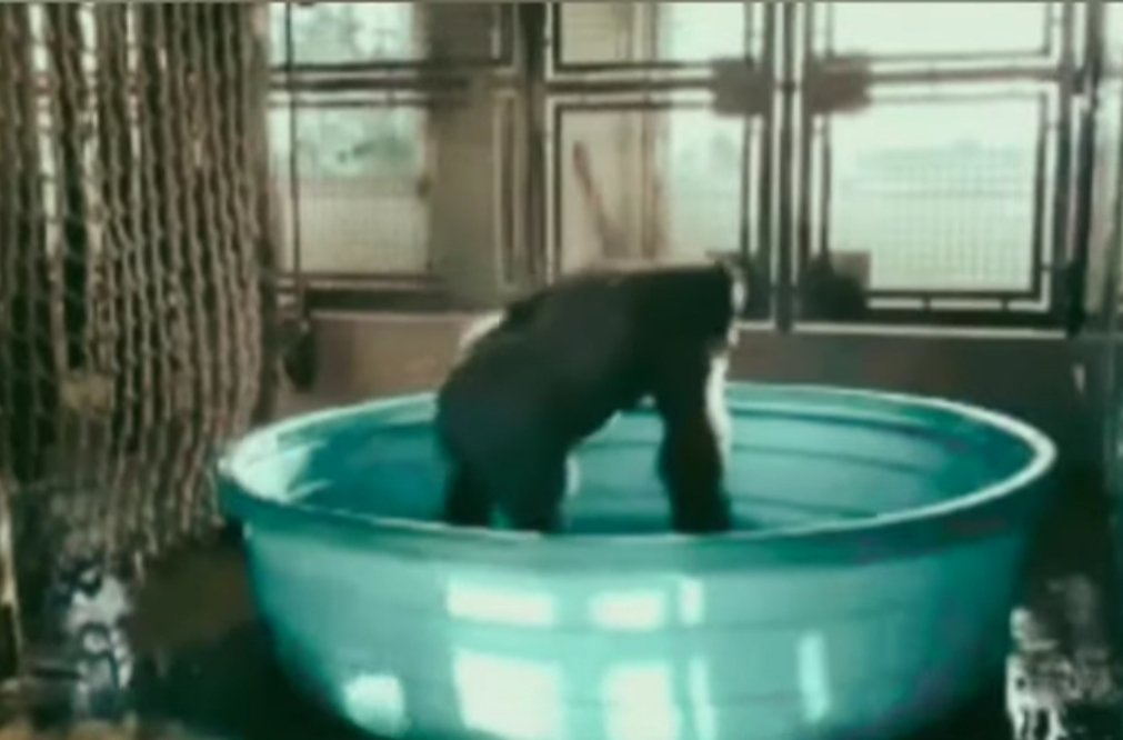 MarcelaMix1's tweet photo. Gorilla is acute animal 

https://t.co/PK7NSAuh6u https://t.co/DHS6qrPDGJ