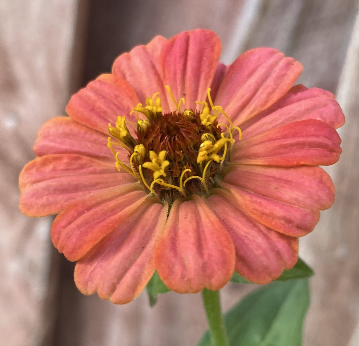 WinkleRealtor's tweet image. #Goodnight!  Hope everyone is excited to start the week!

#MondayMotivation 

#flowers #flower #SoCal #Nature