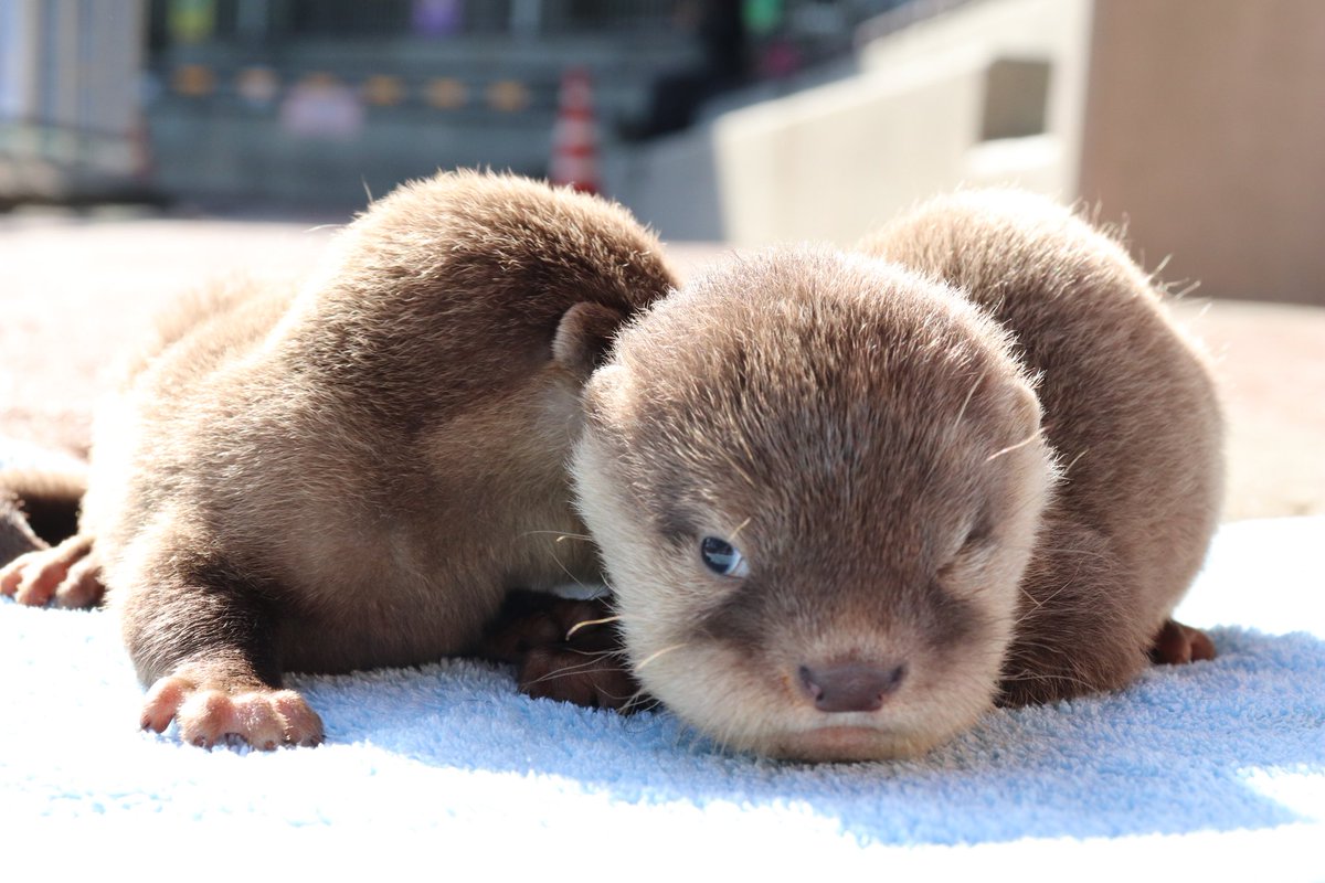 離乳を拒んでいたカワウソの赤ちゃんさんが鯖の美味しさに気づくご様子と成長記録と Togetter 離乳を拒んでいたカワウソの赤ちゃんさんが鯖の美味しさに気づくご様子と成長記録と Togetter