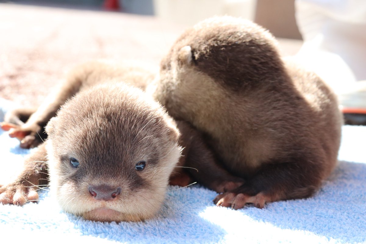 離乳を拒んでいたカワウソの赤ちゃんさんが鯖の美味しさに気づくご様子と成長記録と Togetter 離乳を拒んでいたカワウソの赤ちゃんさんが鯖の美味しさに気づくご様子と成長記録と Togetter