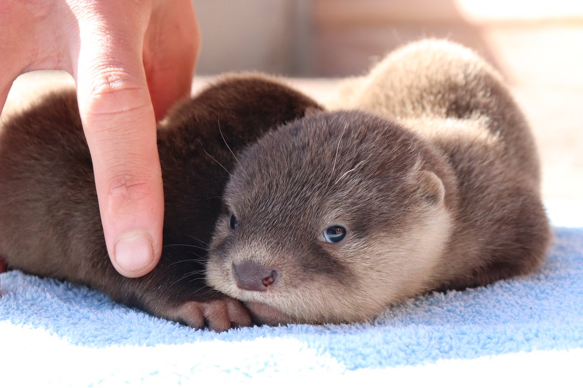 離乳を拒んでいたカワウソの赤ちゃんさんが鯖の美味しさに気づくご様子と成長記録と Togetter 離乳を拒んでいたカワウソの赤ちゃんさんが鯖の美味しさに気づくご様子と成長記録と Togetter