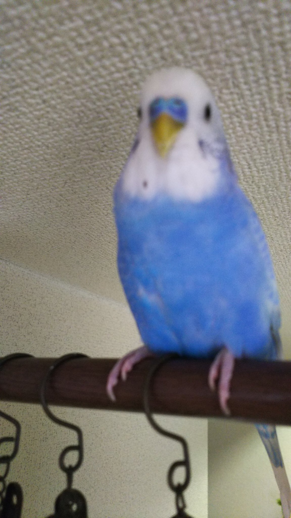 迷子コザクラ 東京 武蔵野 しばし低浮上 Dongri Lovebird Twitter