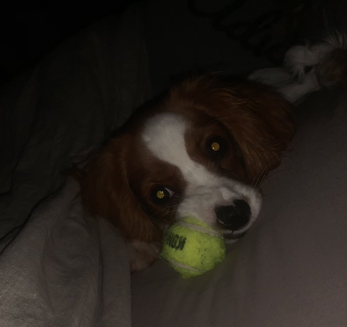 JohnCDood's tweet photo. She couldnโt go to sleep until I got this out from under the bed for her. #ocddog https://t.co/30bHVmcBFr