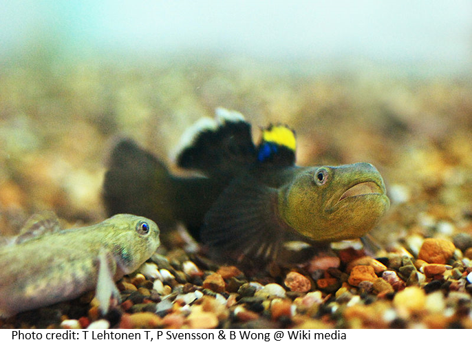 AnimBehav's tweet photo. ASSAB now has a YouTube channel!
For the next few weeks, every Monday, we will post plenary talks from #ASSAB2020 virtual conference. Our first talk is "Sex in Troubled Water" by @BBM_Wong
https://t.co/hiSluZ5jTJ
#fishsci #AnimalBehaviour https://t.co/dnBvlUXQym