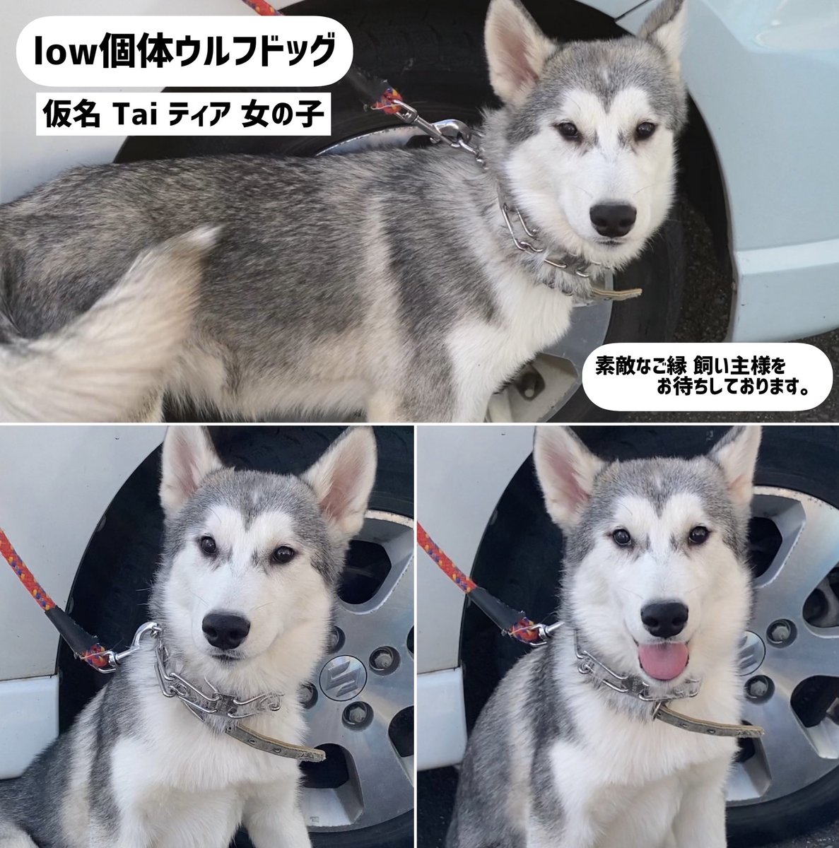 Simryoung Low個体ウルフドッグぱぴーぃ 06 14生まれ 父 ウルフドッグ Midi個体 母 シベリアンハスキー 輸入個体良質血統ブルーアイ因子 お譲り価格 13万円