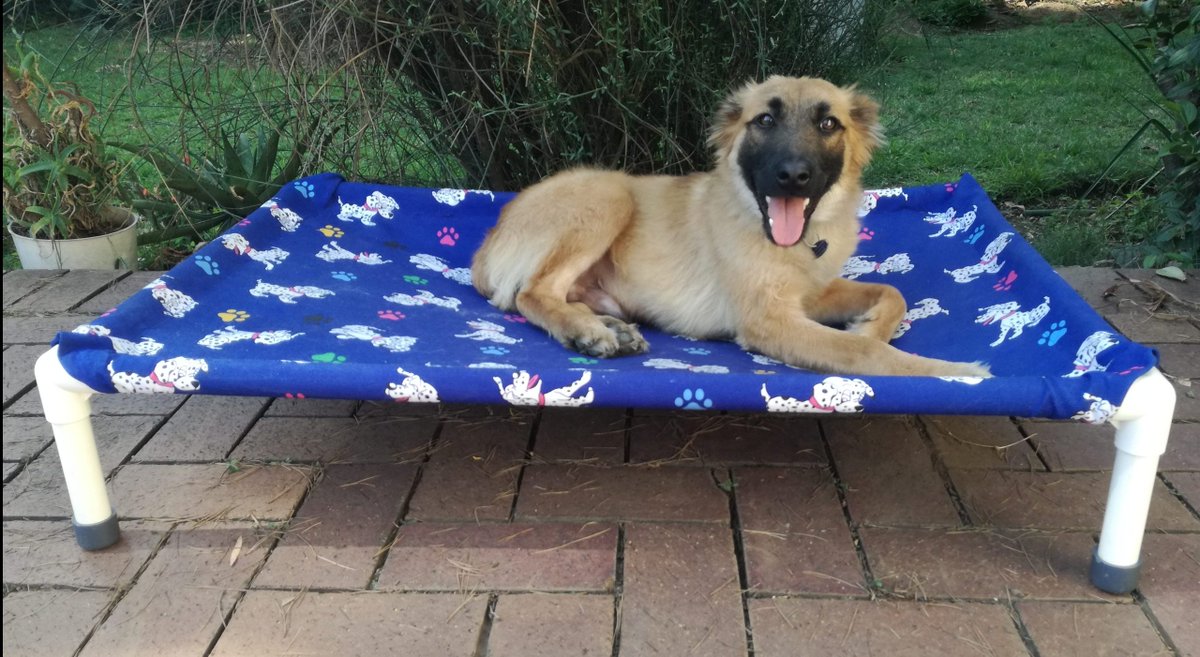 ConnectorsPvc's tweet photo. Project

A custom raised dog bed was assembled after a trip to the local haberdashery for cute puppy print material. The available area in the bedroom for a dog bed was measured out and 32mm conduit was cut to size for a perfect fit. https://t.co/eqaupR4c1F https://t.co/732v0UXG24