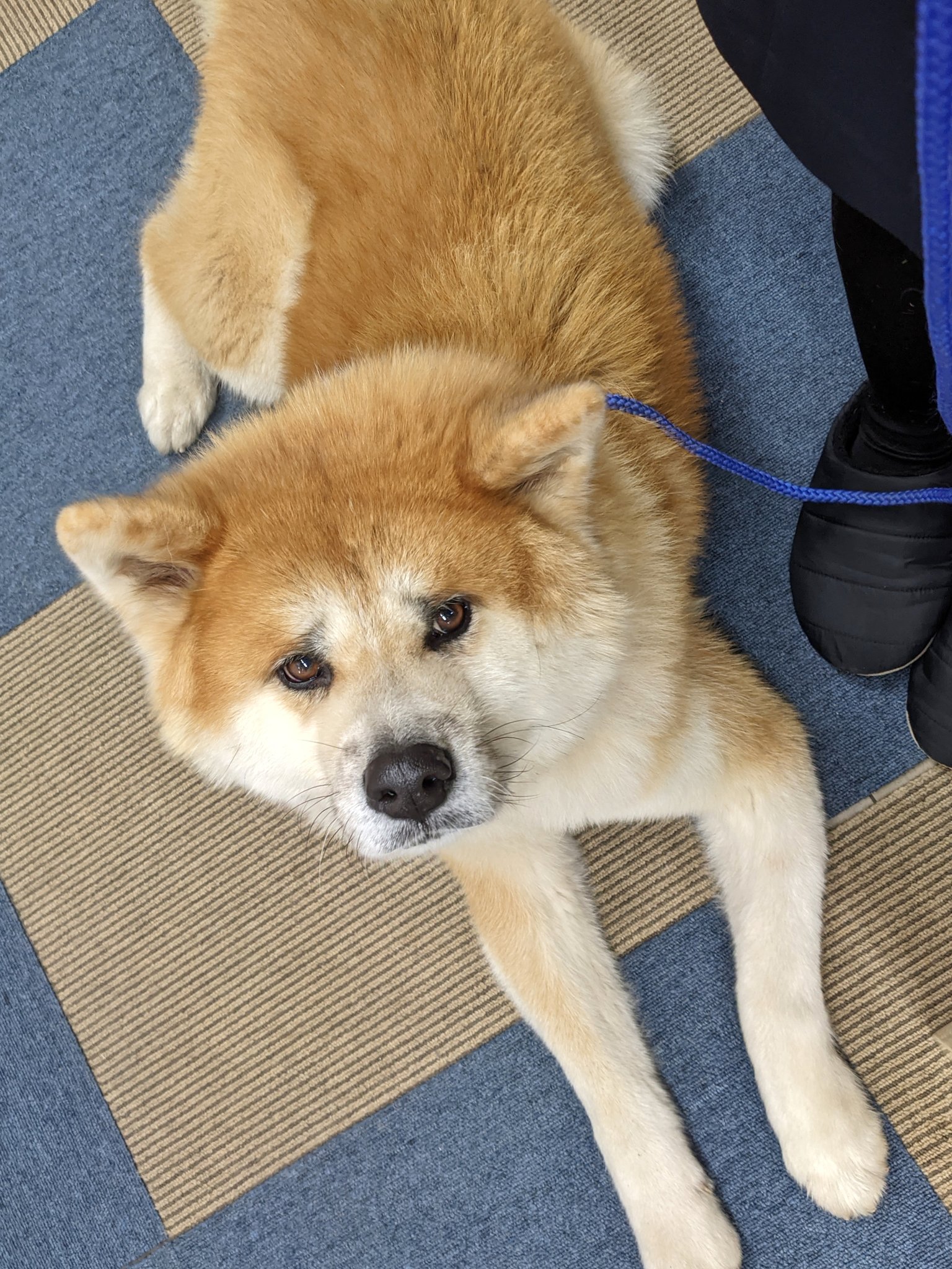 Twitter 上的 あきほ 秋田犬会館 呼んだだけなのにこの困り顔 T Co I7hiiwrakm Twitter