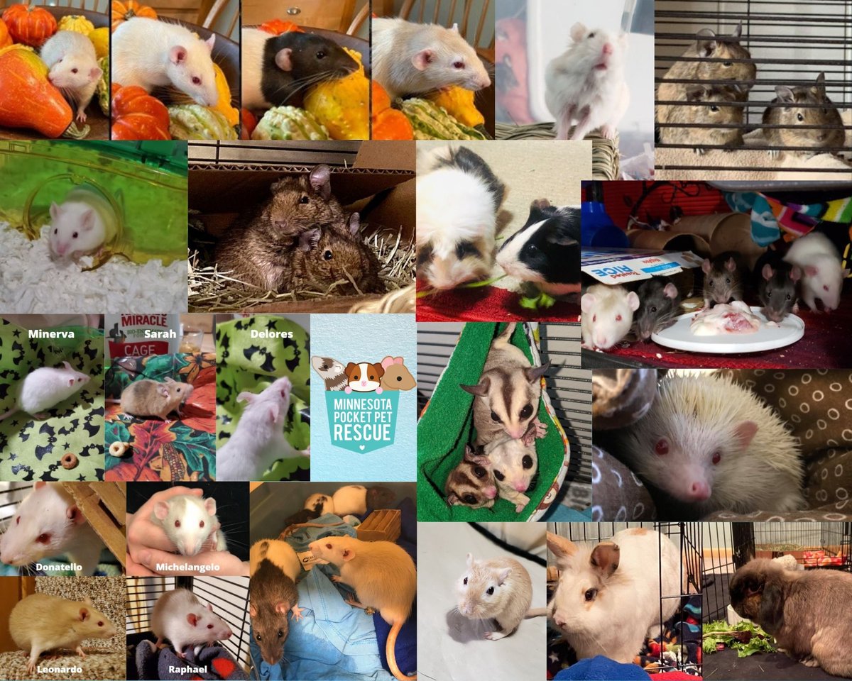 mnpcktpetrescue's tweet photo. We have several animals on the hunt for their forever homes! Is one of them the next addition to your family?
Apply to adopt today! https://t.co/jYhKJFI2EO
#rescue #adopt #pocketpets #mnppr #petsofmn #adoptdontshop https://t.co/SQ9aStMnnU