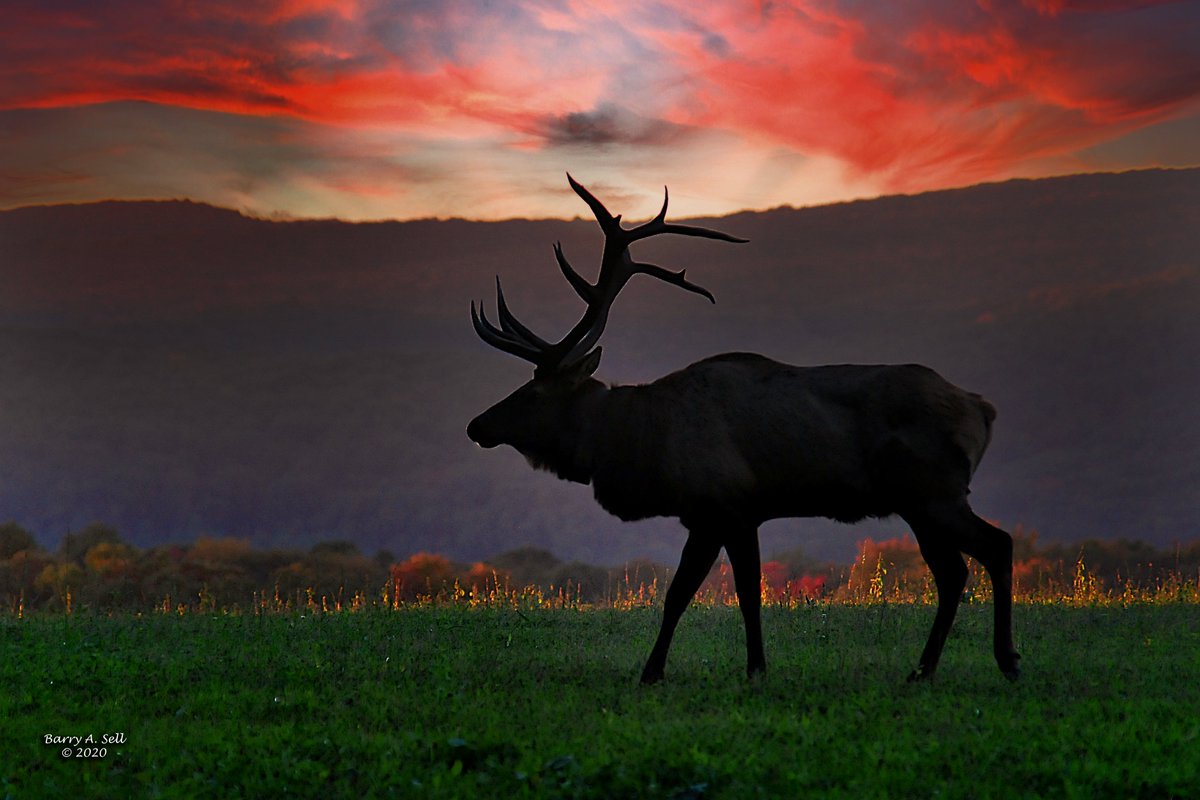 Elk from Benezette PA