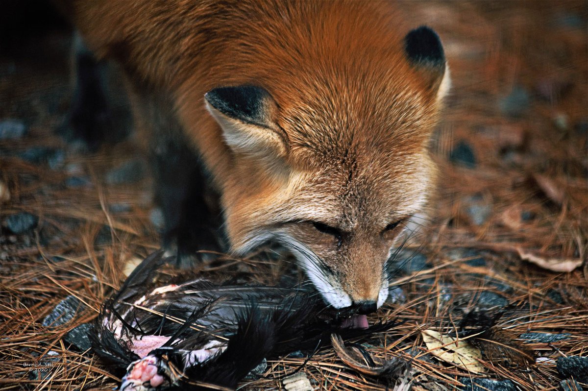 Fox &amp; dinner