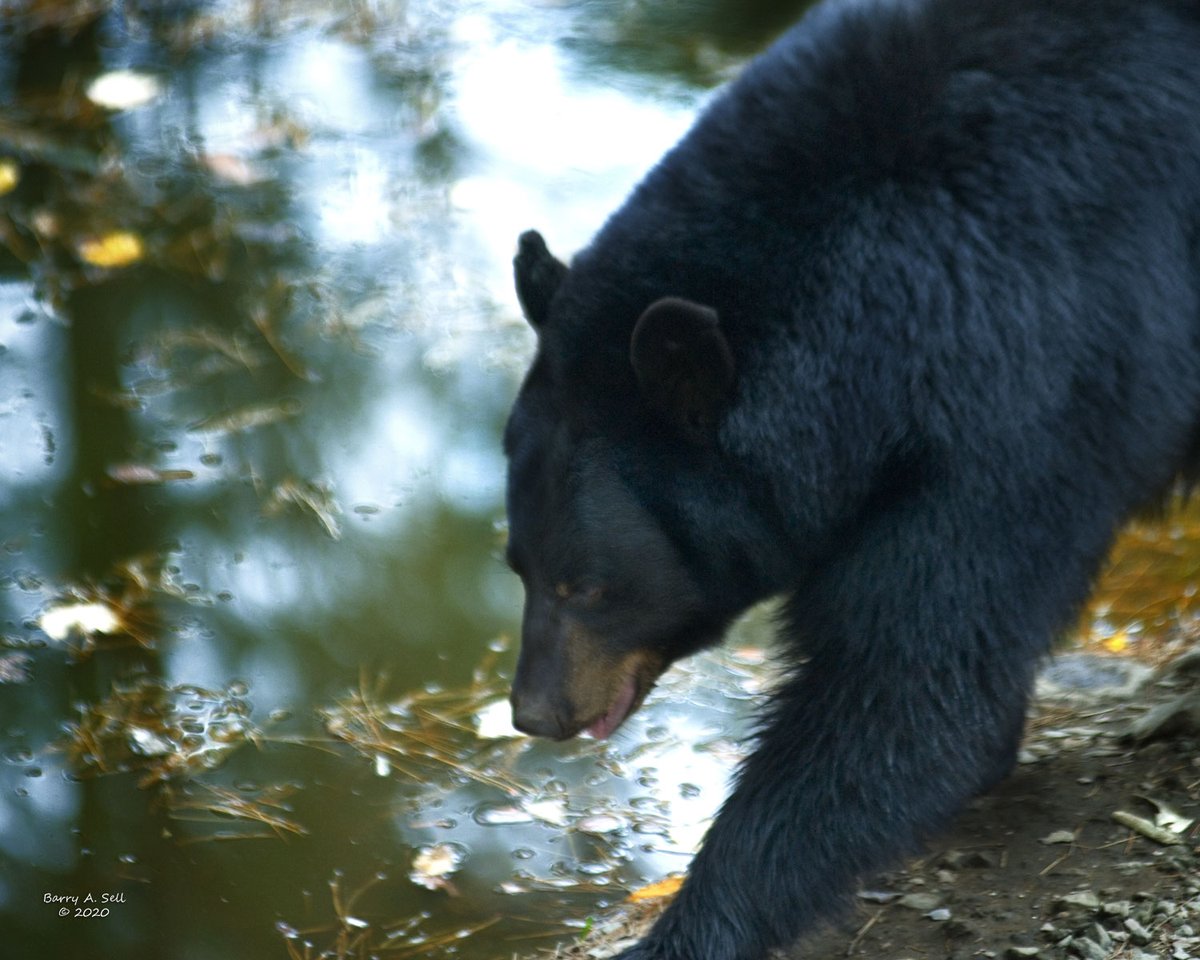 Bear