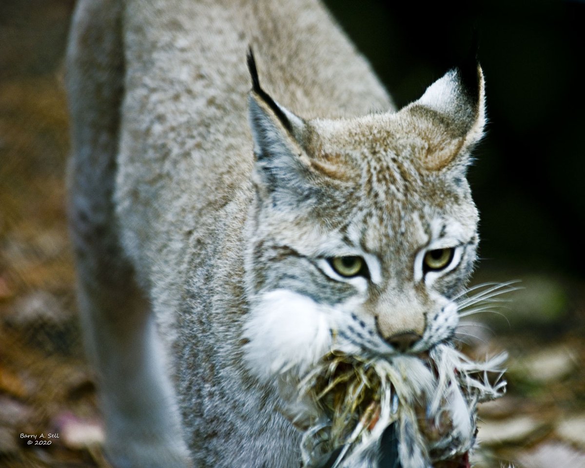 Lynx