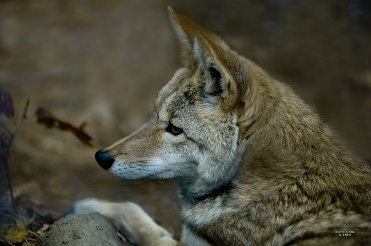 Coyote