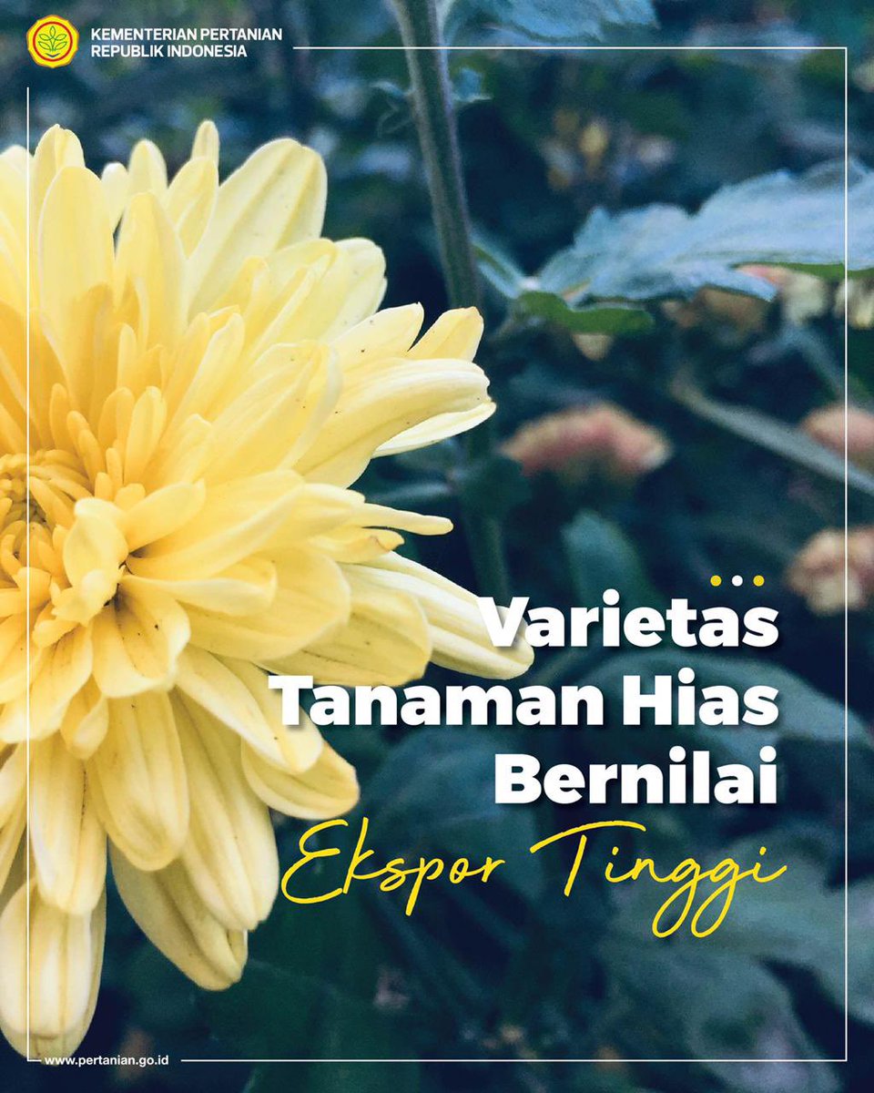 kementan's tweet photo. SobaTani, banyak jenis tanaman hias Indonesia bernilai ekspor tinggi, lho. Jepang, Saudi Arabia, Inggris, Amerika Serikat, dan sejumlah negara di Asia dan Eropa adalah pasar potensial tanaman hias nusantara. 
Nah, kalau SobaTani, jenis tanaman hias apa yang paling disukai? https://t.co/V59LNXlmjq