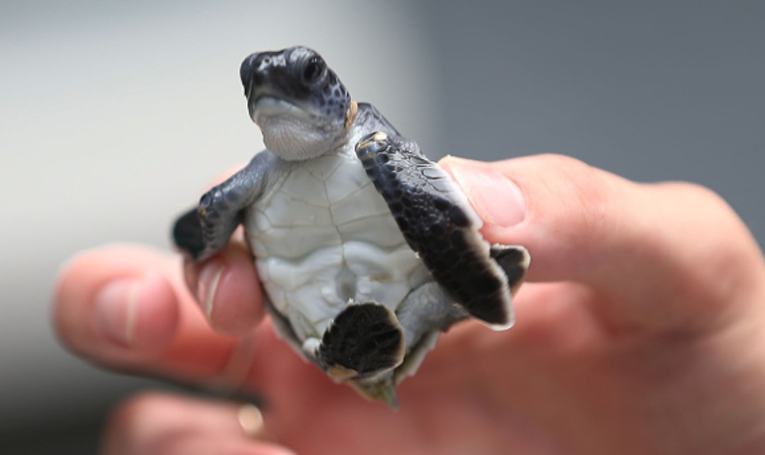 nmasforo's tweet photo. Inicia temporada de nacimiento de crías de tortugas golfinas en Colima: https://t.co/2RXSfrSL1p https://t.co/80peiS28Cx