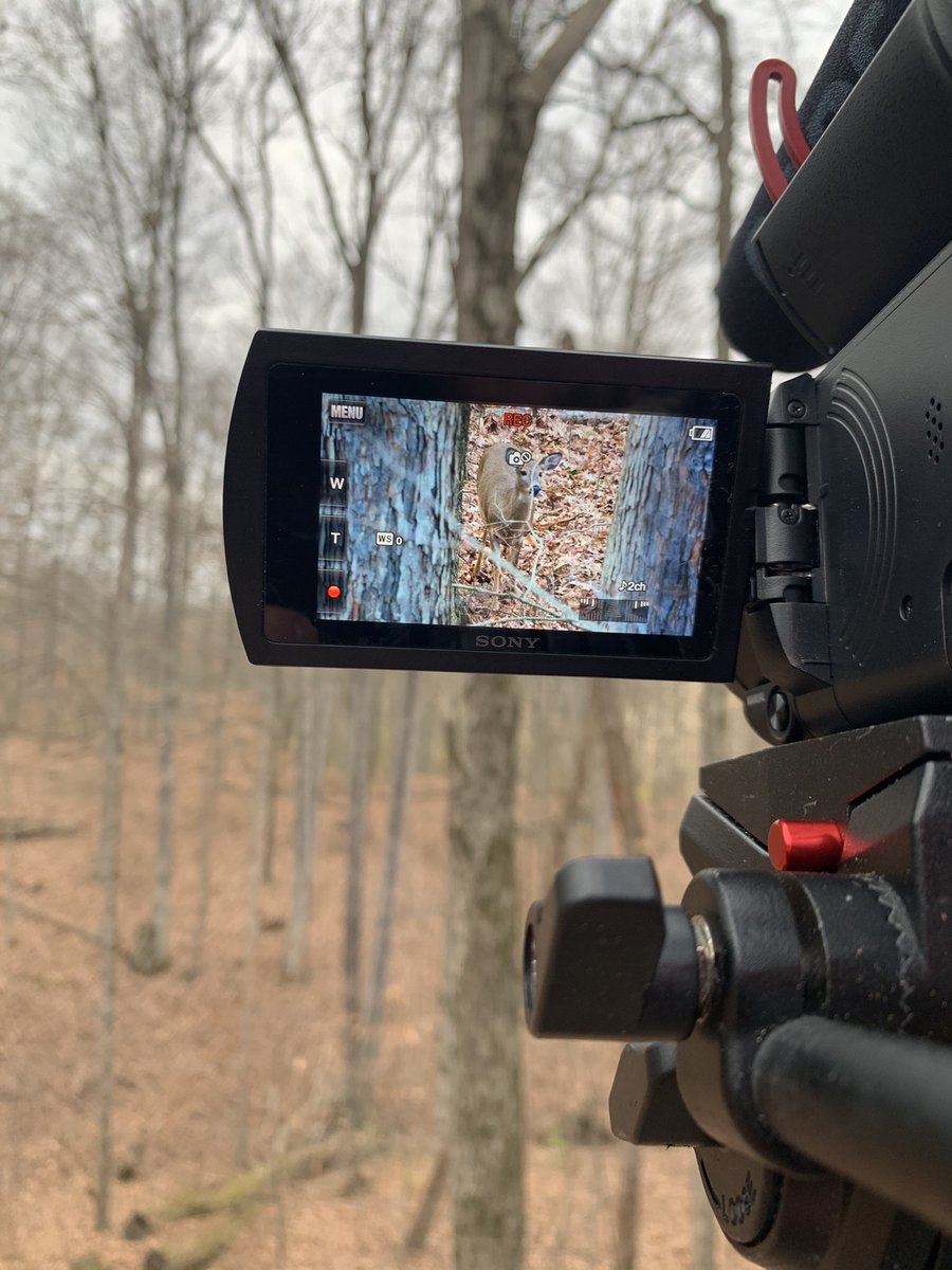 Sorry to our followers for not posting much on here! We are still making content for our <a href="/YouTube/">YouTube</a> channel go check us out <a href="/shieldoutdoors/">Shield Outdoors</a> ! Nothing is better than spending time in the woods watching and shooting deer with this! You learn so much from watching #deerhunting