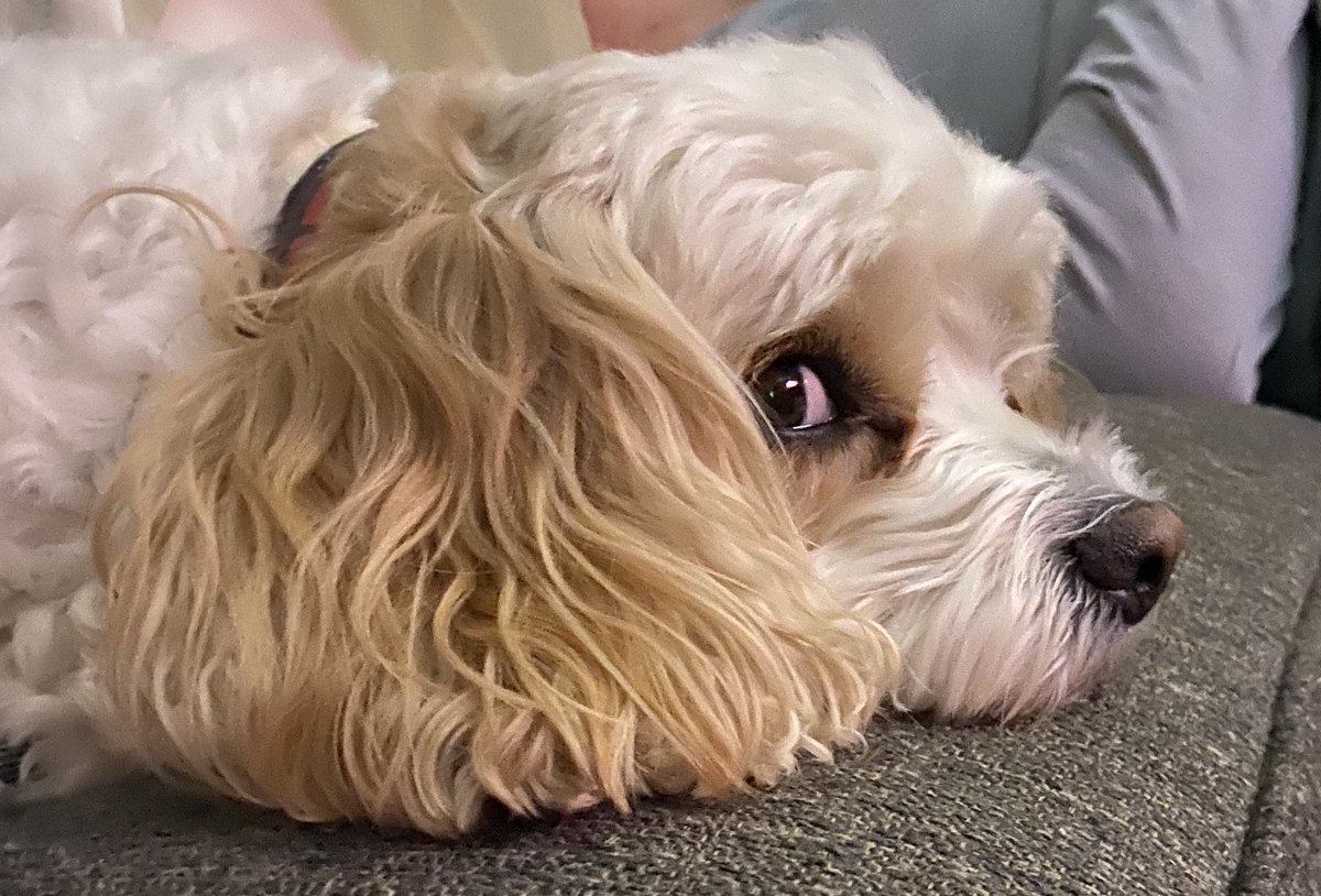 PicturePrfctInt's tweet photo. @greta Meet Libby. https://t.co/ip9IGhewdK