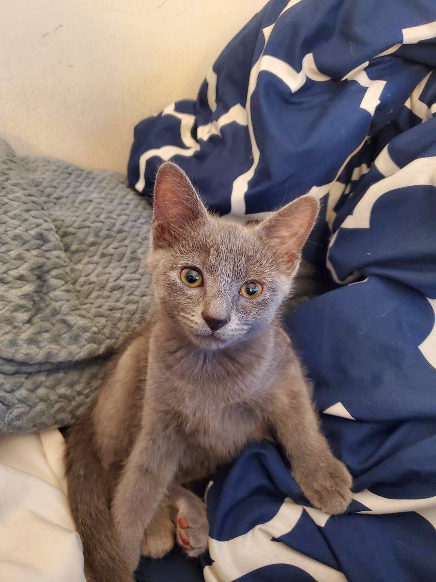 Lydia Dennett tweet media