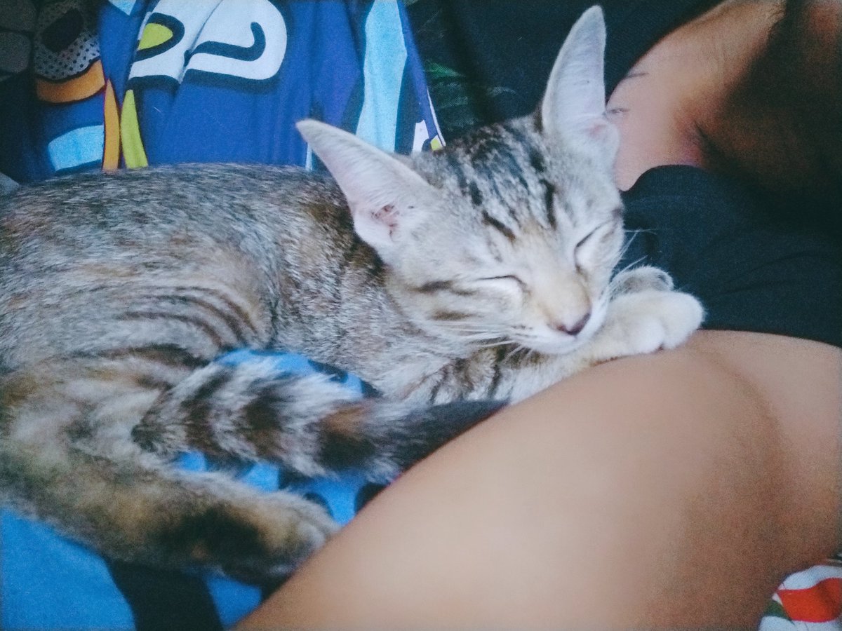 Cannarai56CM's tweet photo. กอดแมววนไปเน๊อะหนาวนี้!!😘 https://t.co/fOzmselJac