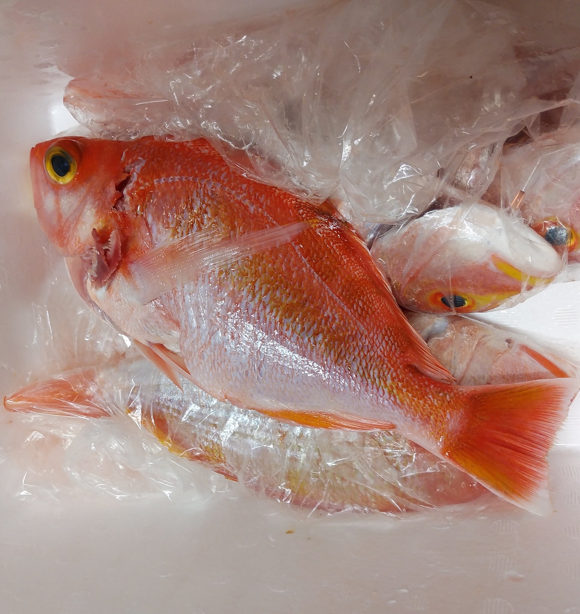 なみこ このサカナのお名前なんてーの 赤い魚 魚の名前 T Co Yu1qnmko2r Twitter なみこ このサカナのお名前なんてーの 赤い魚 魚の名前 T Co Yu1qnmko2r Twitter
