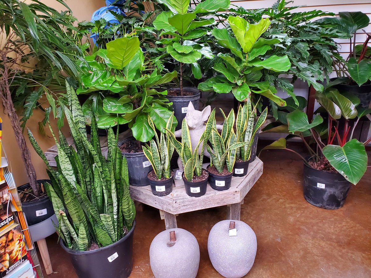 BlomidonNS's tweet photo. Tomorrow looks like it will be a wet one... Remember to check the weather daily this time of year if you have #plants that don't like #frost.
Guess what Mr. Frost can't get?
#indoor #plants :)
#shoplocal #gardencentre
#blomidonnurseries #novascotia
#yoursolutionprovider https://t.co/RBthmZGAe1