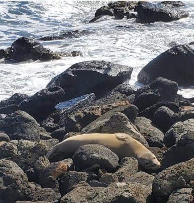 ❤️❤️❤️our #HawaiianMonkSeals! This little cutie is taking a rest at #AnaholaBay.