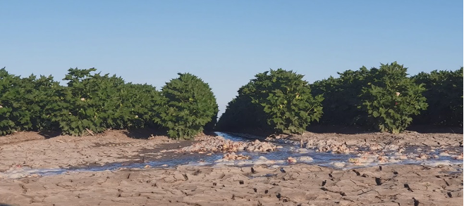 As #cotton21 heats up and #irrigation starts across the valleys, we'll be bringing you timely info to help you improve your #waterproductivity and #wateruseefficiency. We have a whole library of #water and #irrigation info at cottoninfo.com.au/water-manageme…! 
#ausag #agchatoz